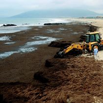 Foto: Una excavadora retira algas asiáticas llegadas a Tarifa. (Cedida)
