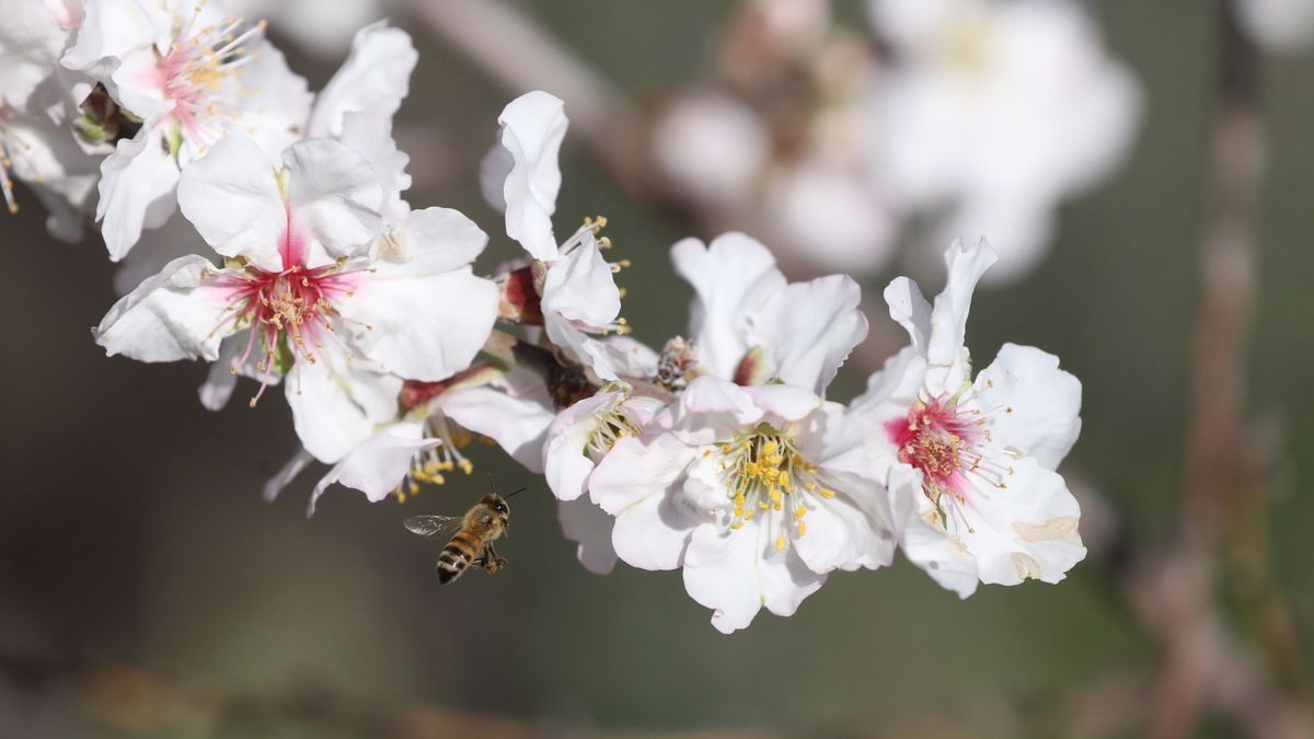 Un apicultor británico puede perder 15 millones de abejas por el Brexit
