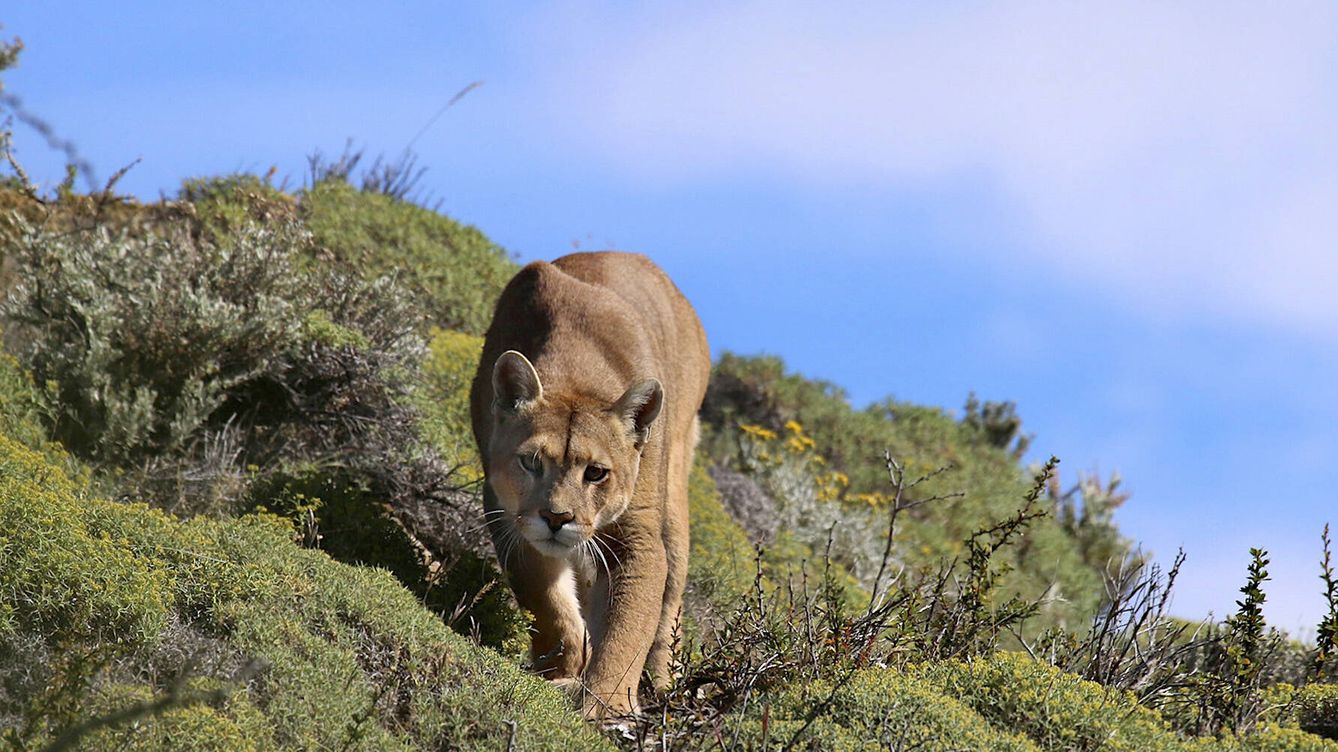 Abundancia Satisfacer Oficiales Puma: el gran felino de las montañas americanas