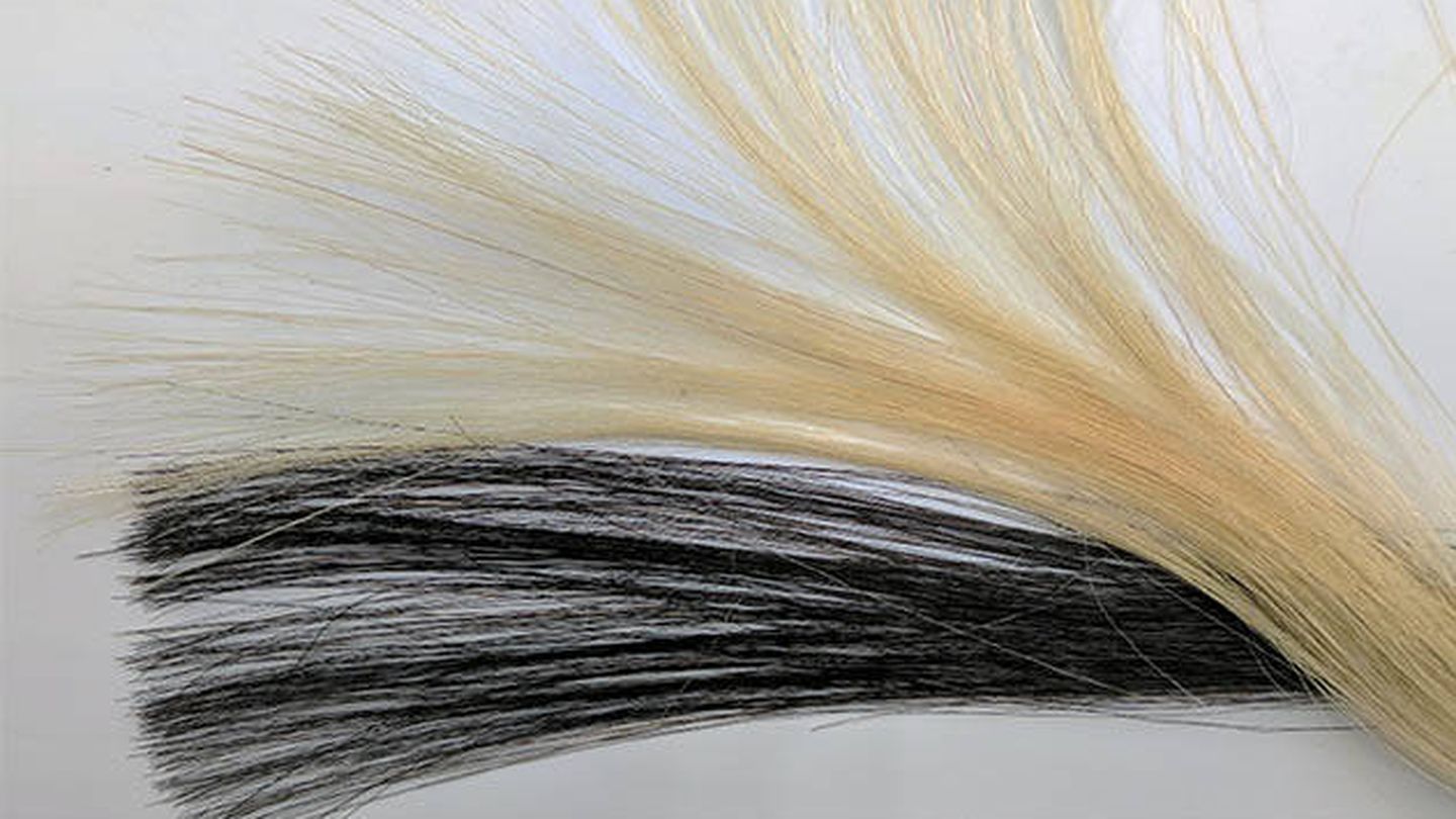Diferencia entre el pelo rubio y el mismo pelo teñido con el tinte de grafeno. (Jiaxing Huang)