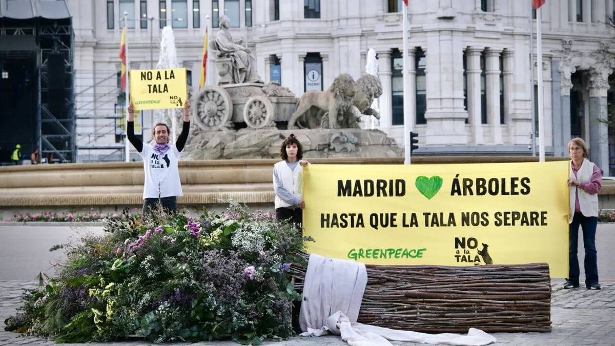 Nueva protesta de Greenpeace: 'regala' un ramo de boda a Almeida con ramas de árboles talados en Madrid