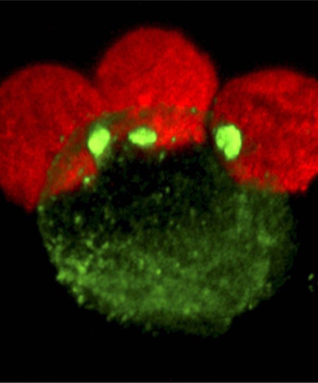 Foto: El VIH salta de célula a célula a través de una especie de sinapsis (EFE)
