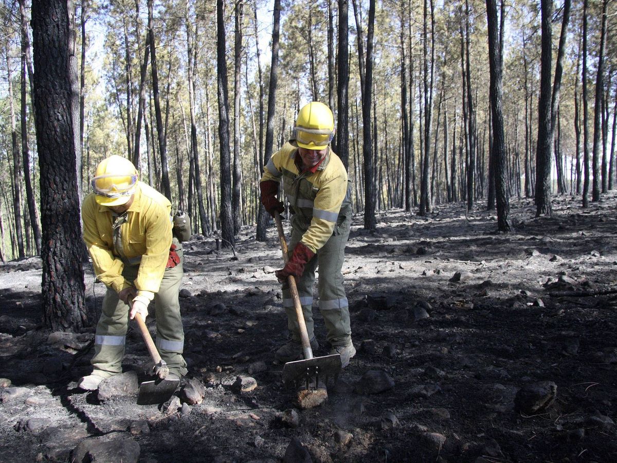 Foto: Incendios forestales. (EFE)