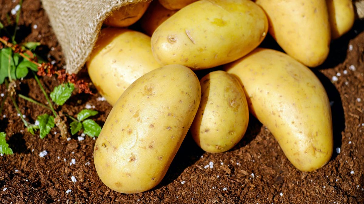 El sencillo truco para que te duren más las patatas: adiós a tirarlas antes de tiempo