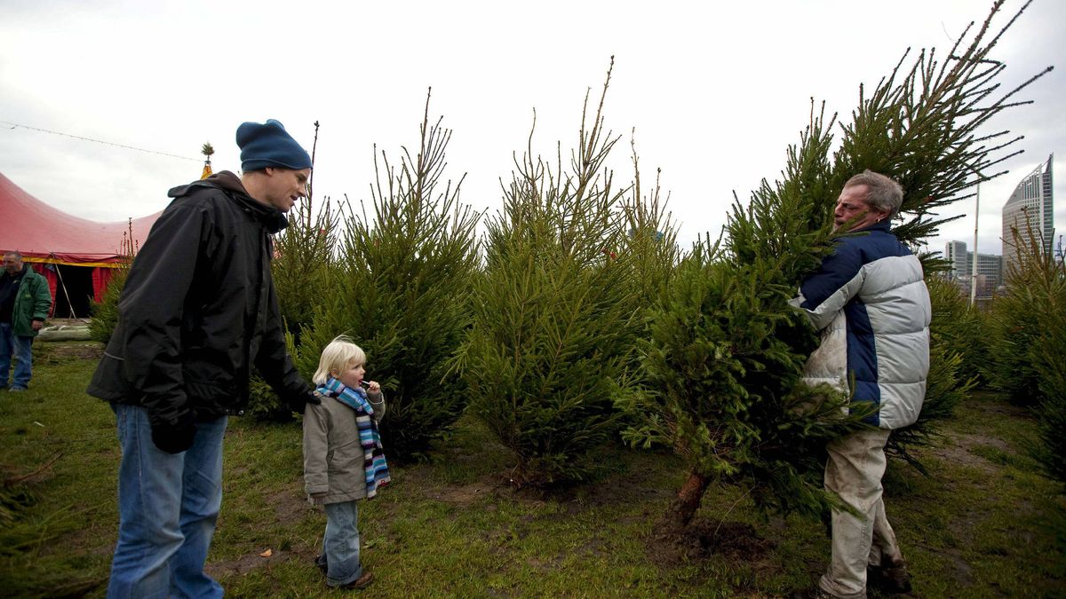Qué tipo de árbol de Navidad es más ecológico ¿el natural o el de plástico?