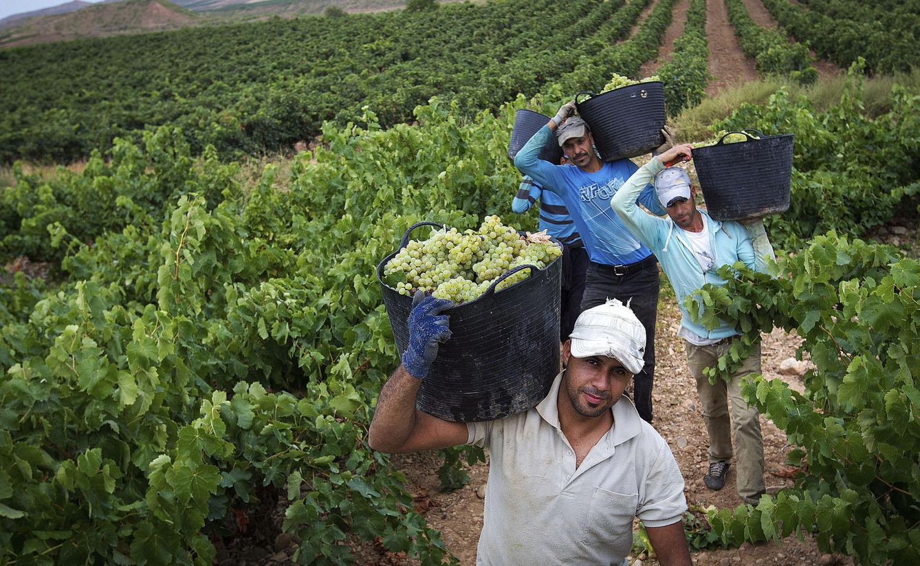 Temporeros vendimiando en La Rioja. (EFE)