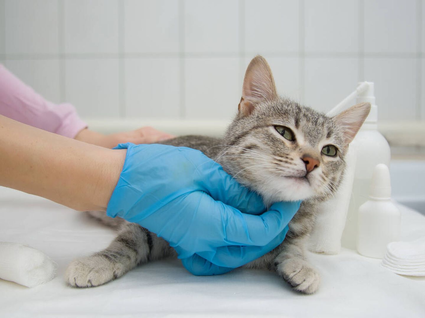 Un gato antes de ser operado (iStock)