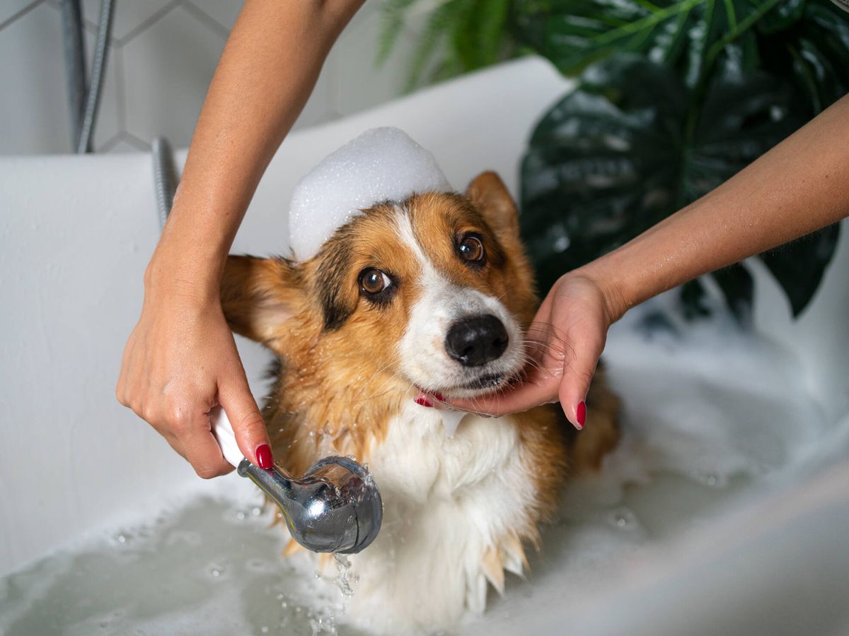 Foto: No todos los perros disfrutan con un relajante baño muy a menudo (Freepik)