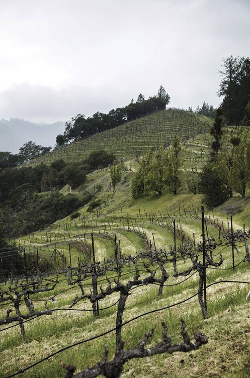 El objetivo declarado desde el principio y hoy alcanzado de Chandon California era producir en California un vino con estándares cualitativos franceses. (Marc-Oliver Le Blanc)