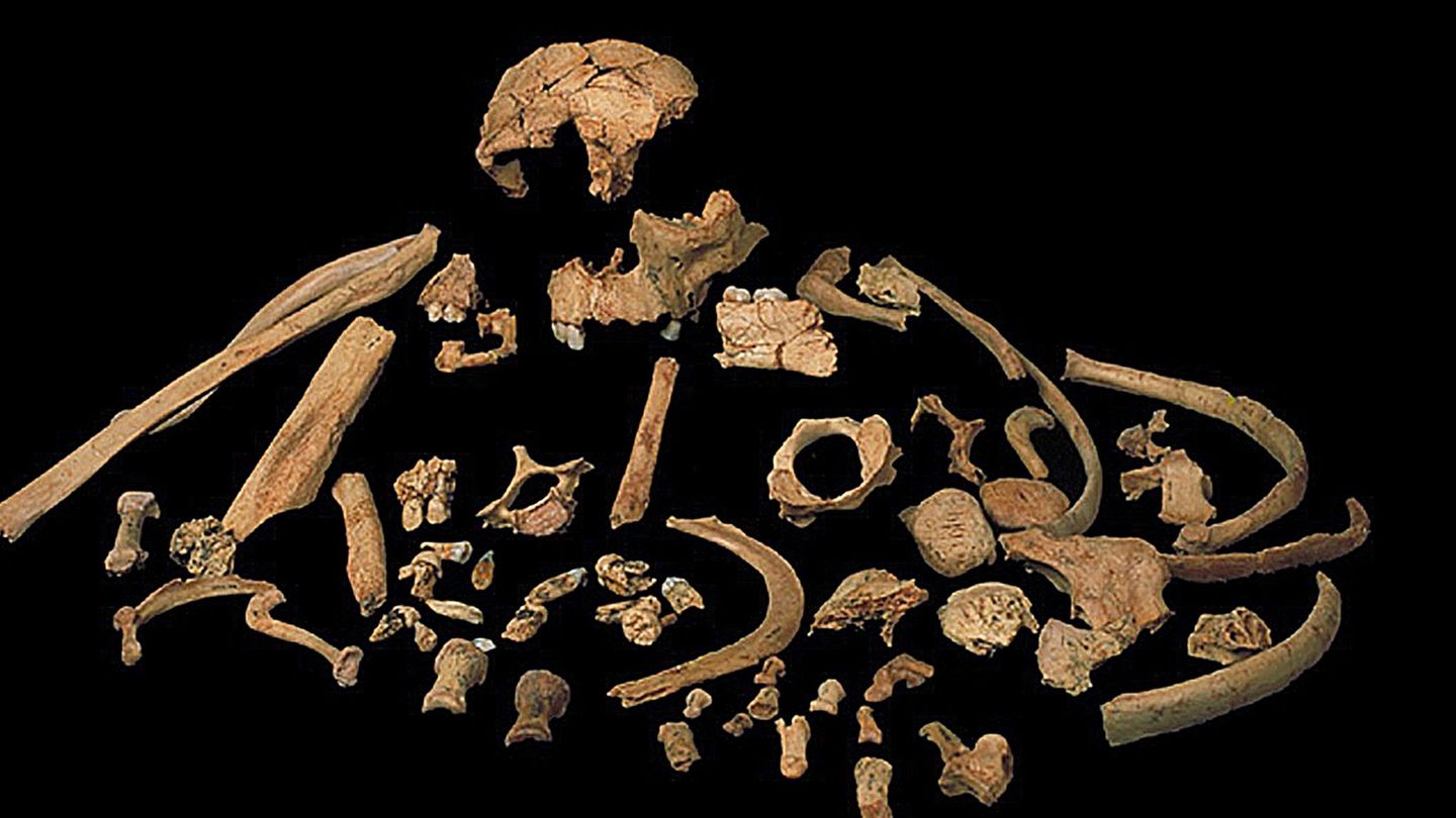 Restos encontrados en la Sima de los Huesos de Atapuerca