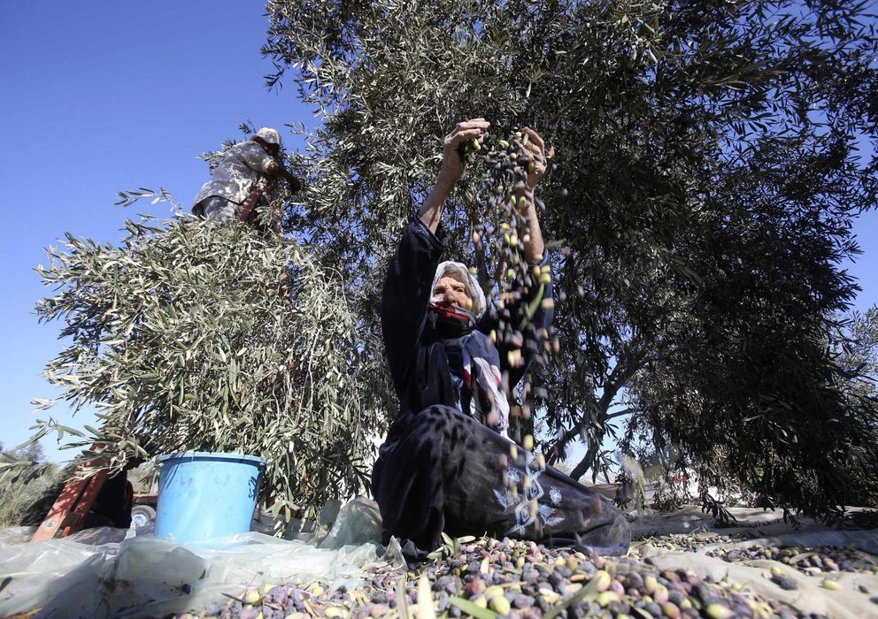 Foto: Una mujer palestina trabaja en un olivar durante la cosecha en Khan Younis, al sur de la Franja de Gaza. (Reuters)