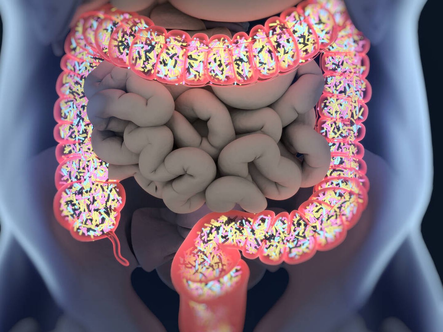Bacterias en el intestino. (iStock)