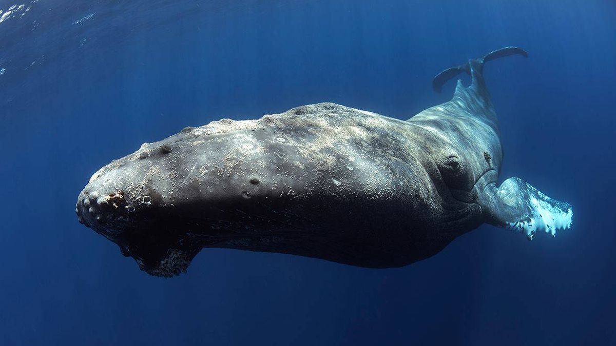 Consiguen grabar un ejemplar de ballena yubarta en las costas de Tenerife