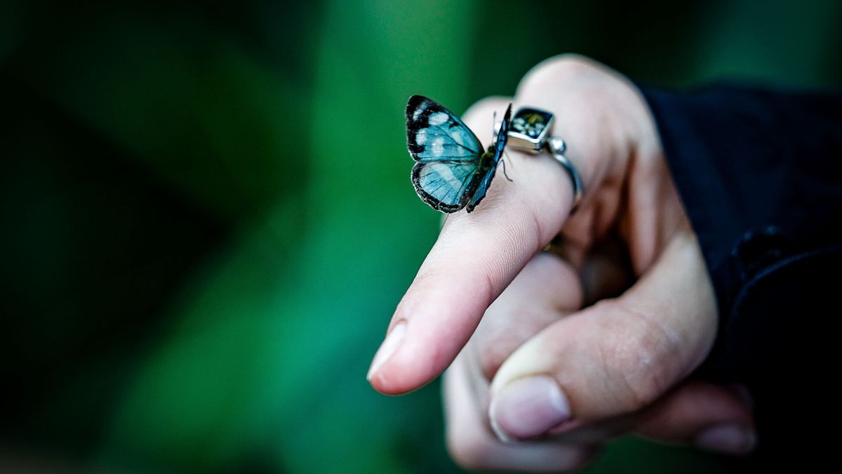 Secuencian por primera vez el genoma de un insecto extinto, la mariposa Xerces Blue