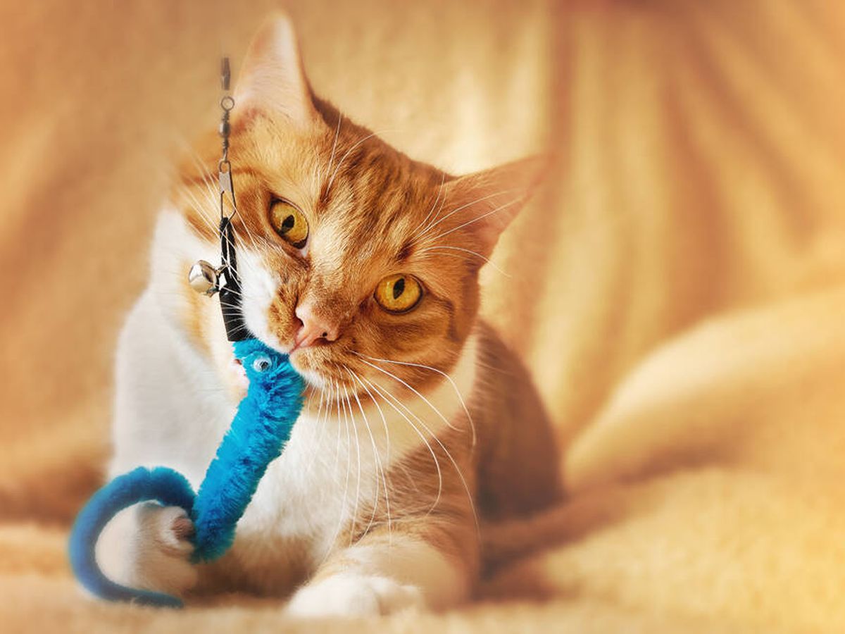Foto: Rascadores antiestrés para que tu gato disfrute a lo grande (Dorothe Wouters para Unsplash)