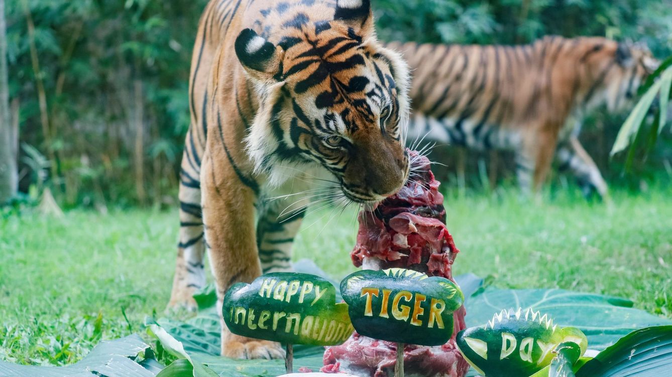 Foto: Un tigre de Sumara se come "una tarta de celebración" para celebrar el Día Internacional del Tigre en el Zoo de Bali (Indonesia). (EFE)