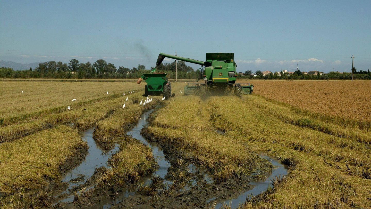 Imagen de archivo de la siega del arroz en el Delta del Ebro. (EFE/Josep Lluís Sellart)