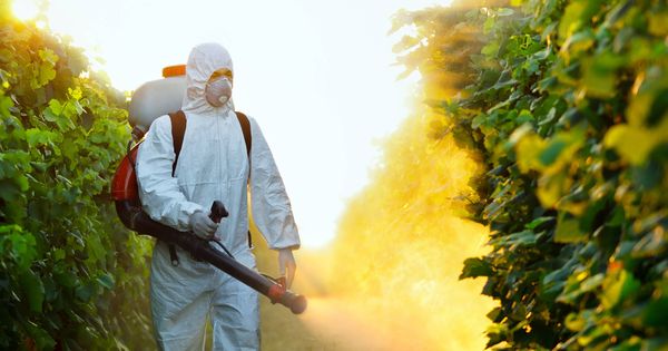 Foto: Los pesticidas son fundamentales para la agricultura intensiva. (iStock)