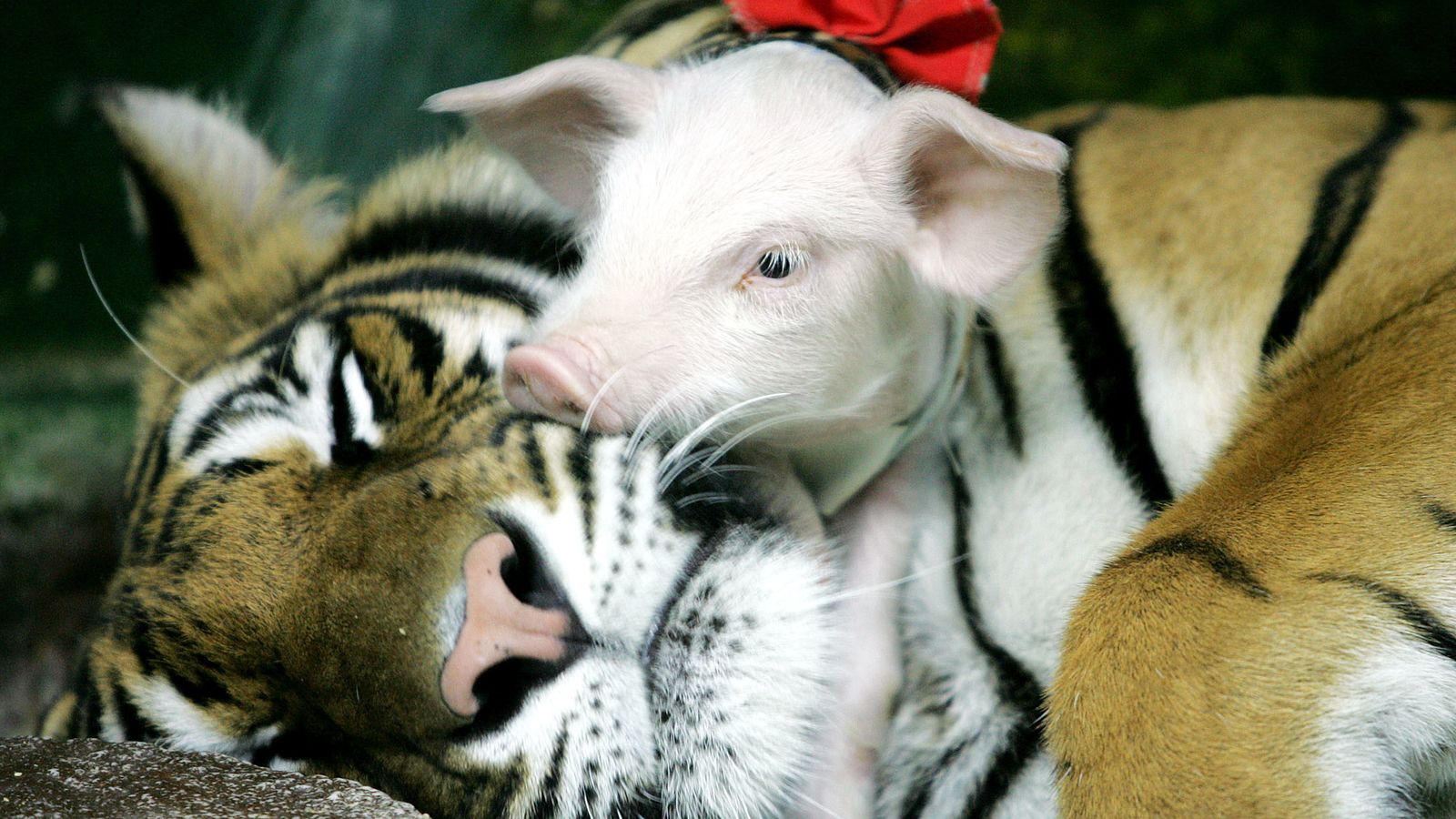 Foto: Un tigre, junto con una cría de cerdo. (Reuters)