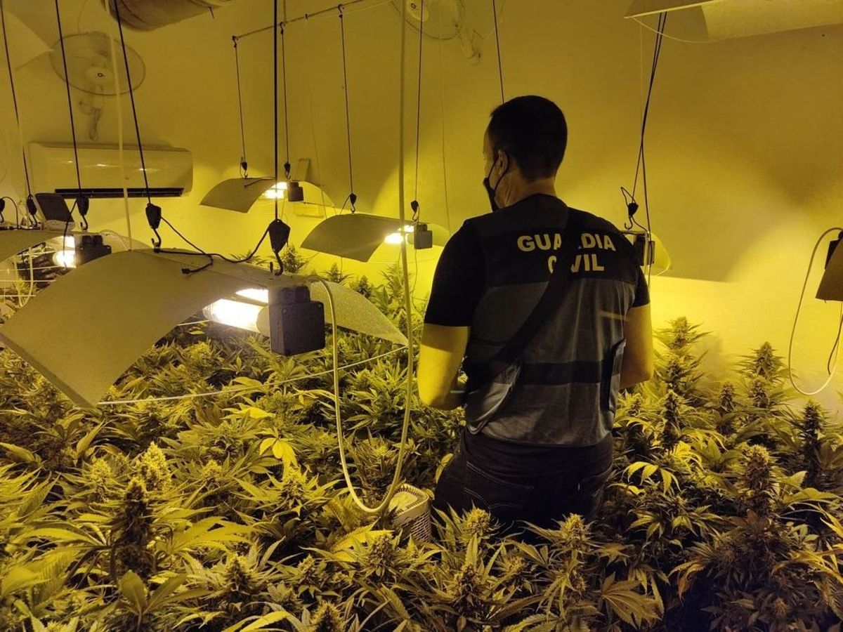 Foto: Plantación de marihuana, en una imagen de archivo. (EFE/Guardia Civil)