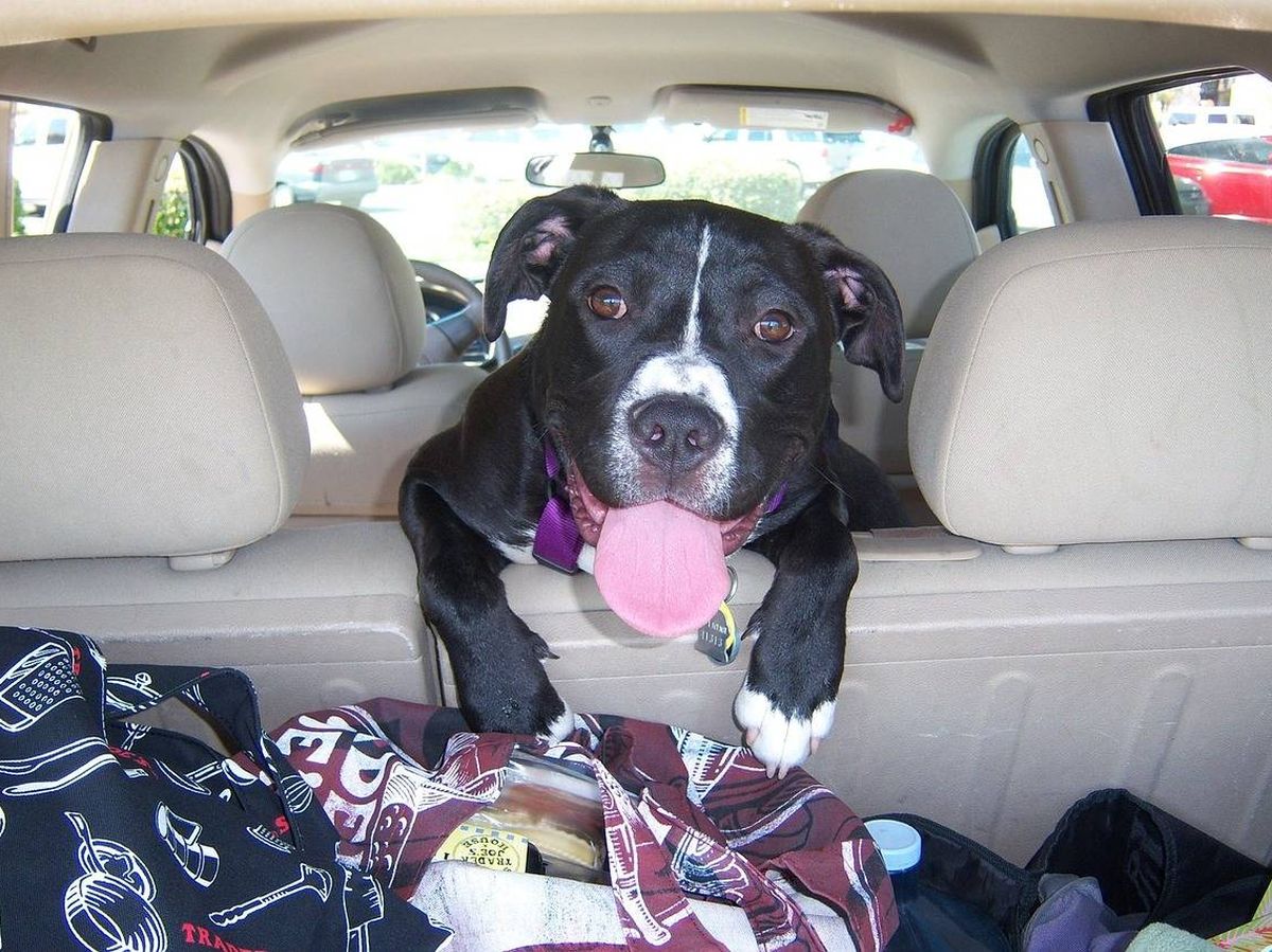Foto: Arneses y correas de viaje para mantener seguro a tu perro en el coche (Pixabay)