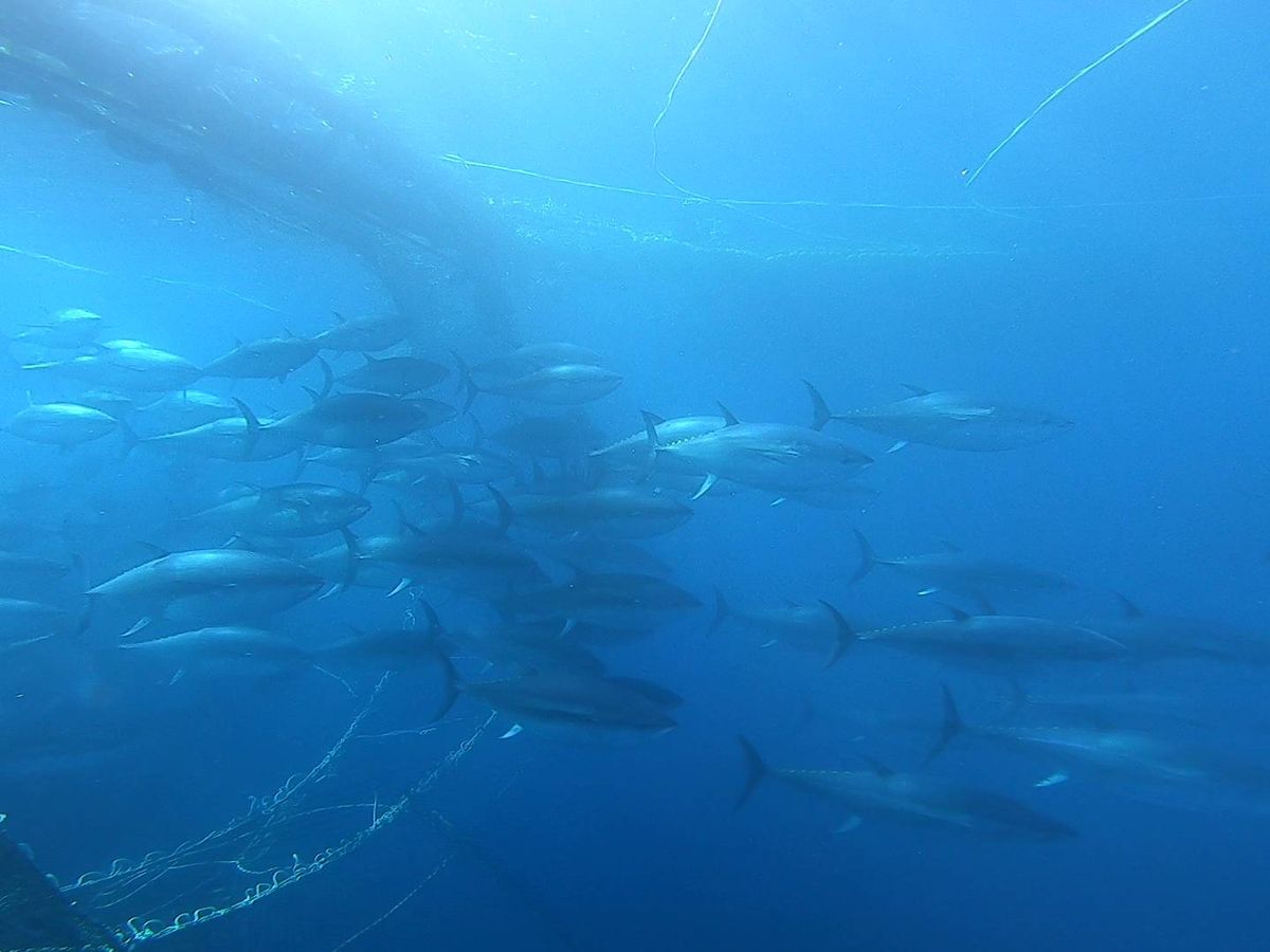 Foto: Un banco de atunes rojos. (Grupo Ricardo Fuentes)