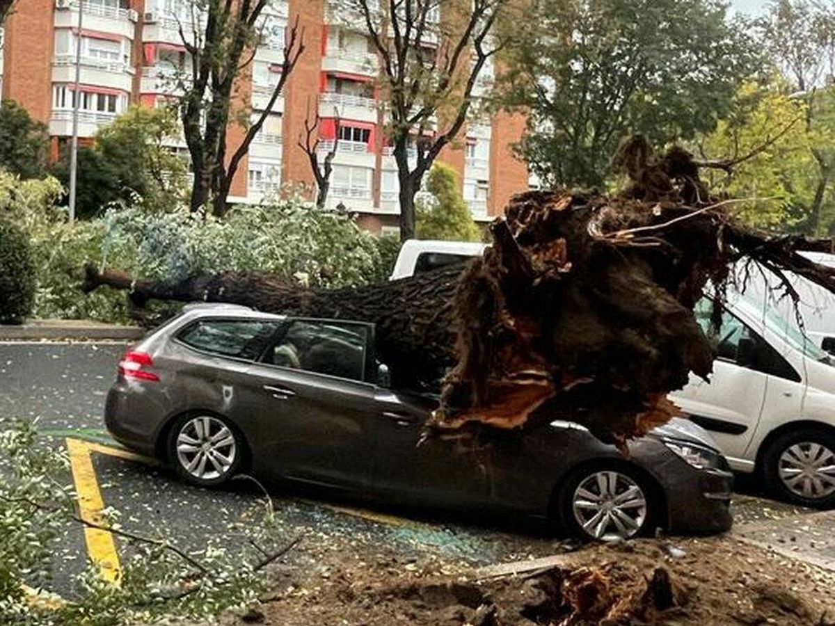 Foto: Un padre y una hija salvan su vida de milagro tras caer un árbol sobre su coche en la calle Embajadores de Madrid (Telemadrid)