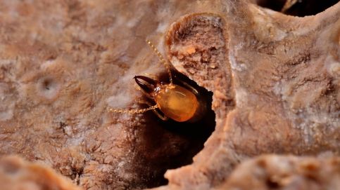 La invasión de las termitas: por qué se van a multiplicar y van a cambiar el planeta