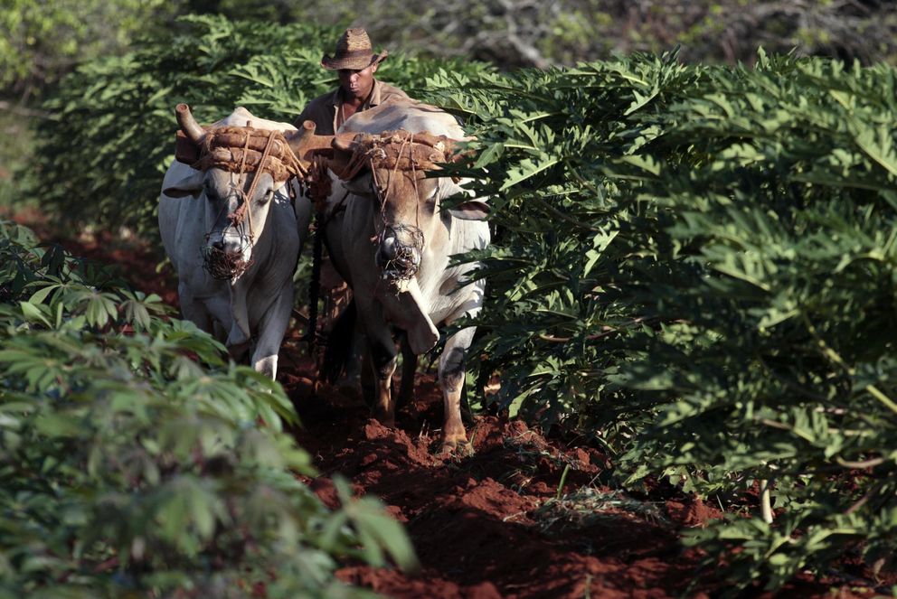Un granjero labra la tierra con la ayuda de dos bueyes en Caimito, Cuba (Reuters).