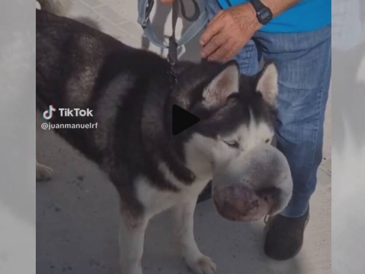 Foto: Salvan la vida a un perro con un gran tumor en el hocico después de pedir ayuda por TikTok (TikTok/@juanmanuelrf)