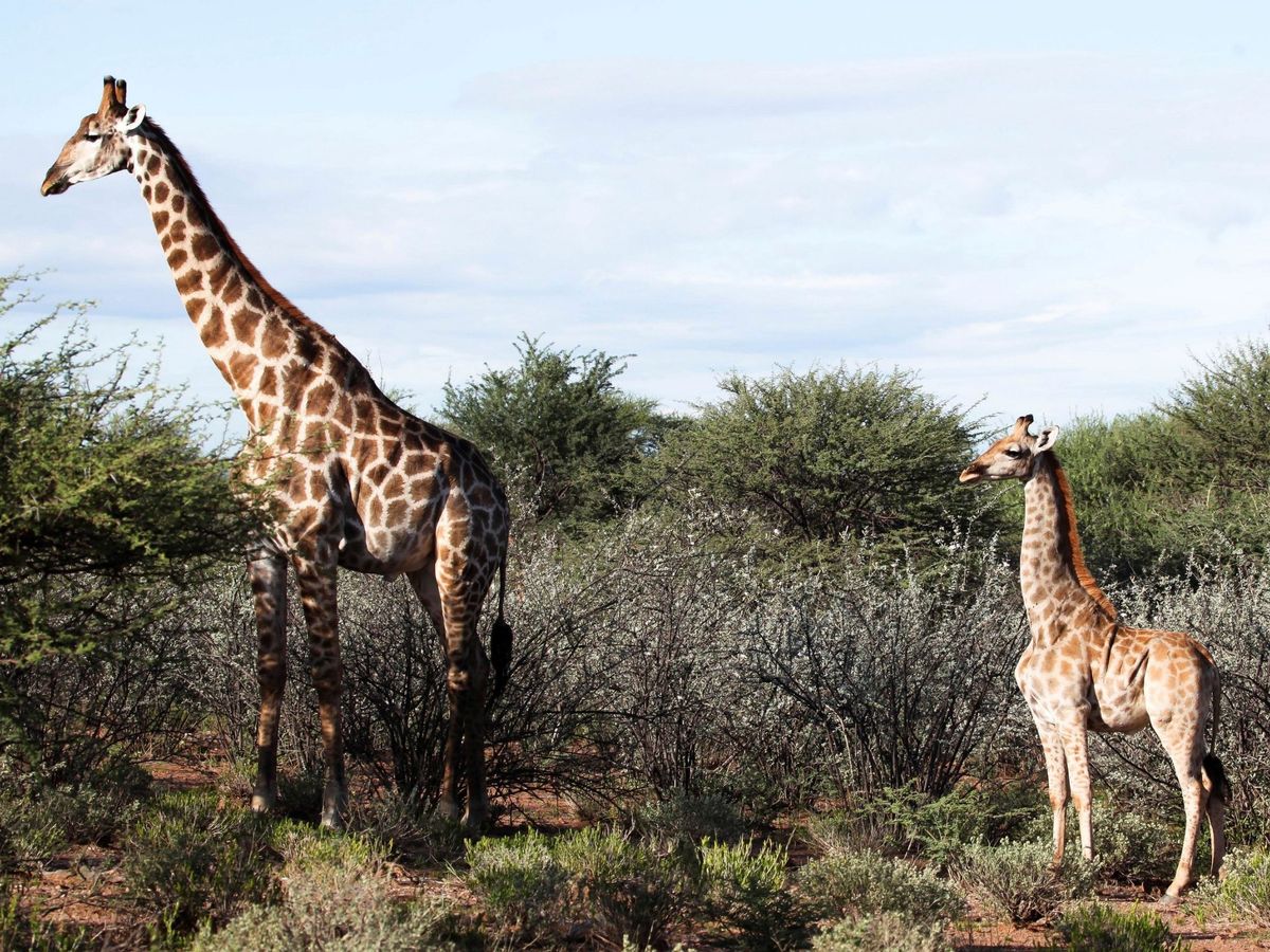 Foto: ¿Por qué el cuello de las jirafas es tan largo? (EFE/CIS/Emma Wells)