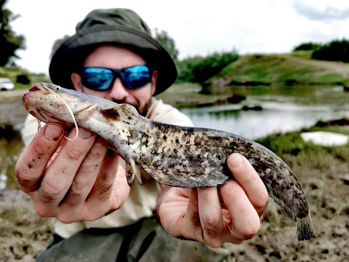 Captura de peixes jovens confirma que espécie invasora de bagre se reproduz no Baixo Guadalquivir