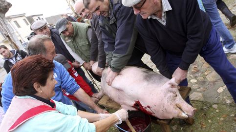 Prisión por maltrato animal: cómo matar a un cerdo para cumplir la ley