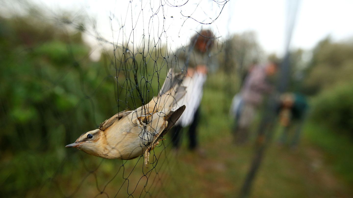 Captura de aves mediante trampeo en una jornada de anillamiento. (Reuters/S.Zivulovic)
