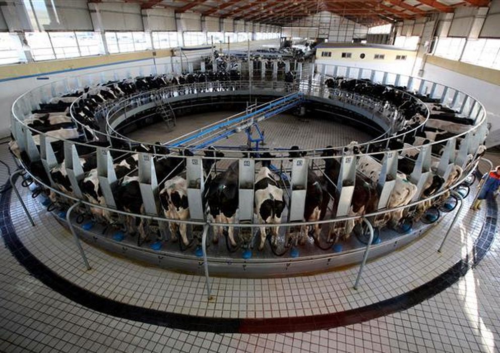 Foto: Una vaca puede llegar a producir, a día de hoy, casi el doble de leche que hace una década. 