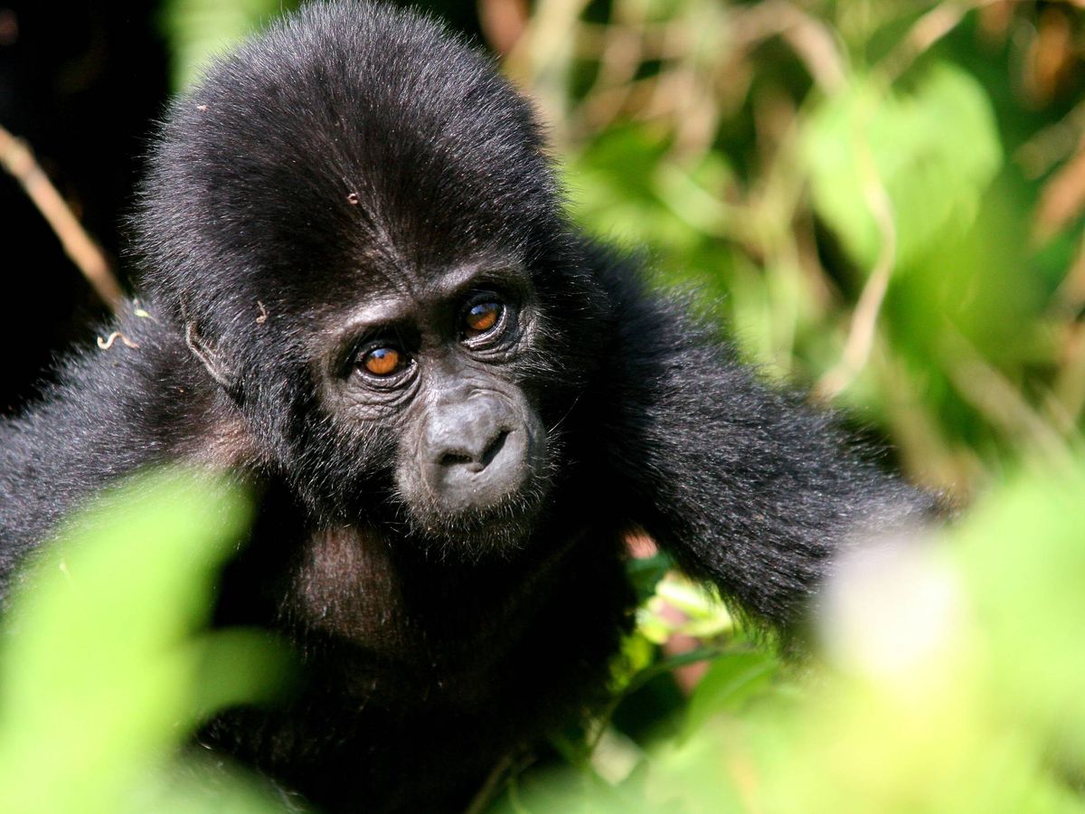 Foto: Cría de gorila en Uganda. (Javier Brandoli)