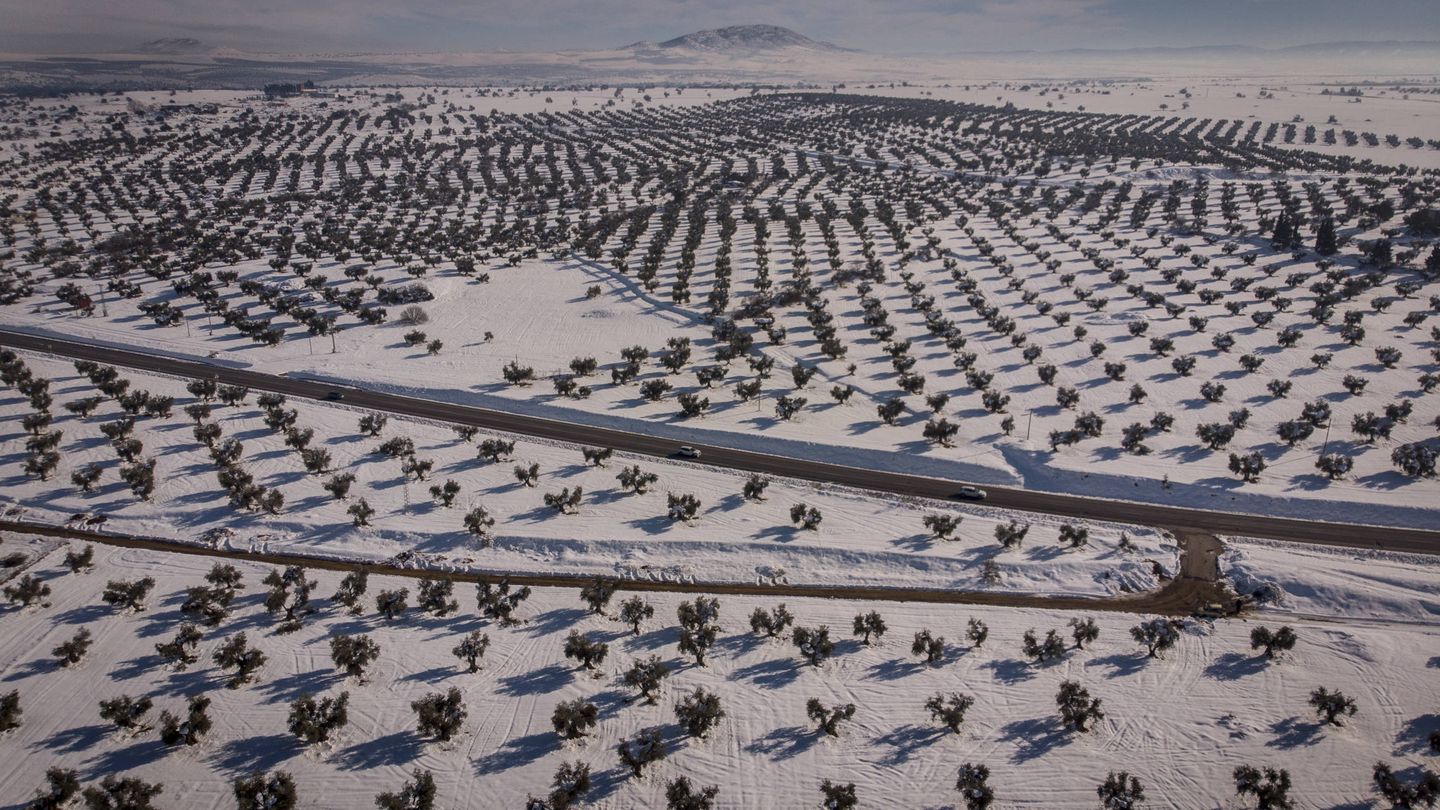 Campos de olivos cubiertos de nieve en Toledo.