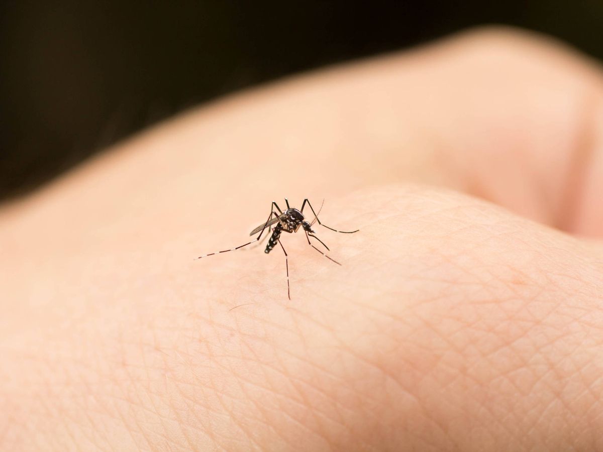 Foto: Sabemos un poco más por qué los mosquitos pican a unas personas más que a otras (iStock)