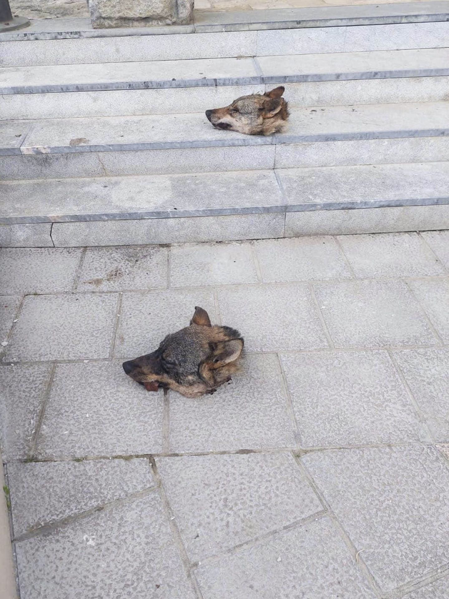La Guardia Civil investiga el hallazgo de dos cabezas de lobo en las escaleras que dan acceso al Ayuntamiento de Ponga. (EFE)