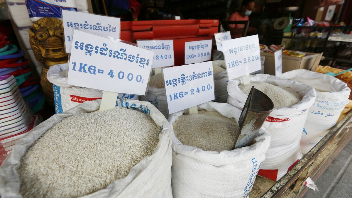 Salvar al soldado arroz: la crisis del fertilizante acecha al grano que alimenta al mundo