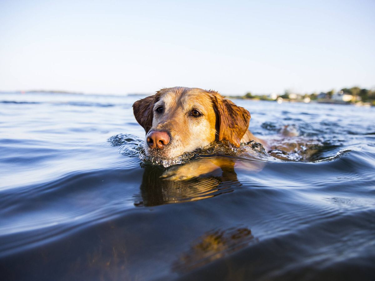 hombre consigue a un perro que encontró nadando en medio del mar