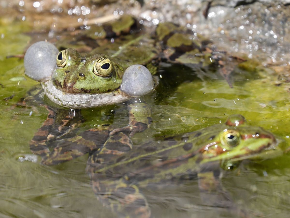 Foto: Una pareja de rana común en un estanque (EFE/R.Wittek)