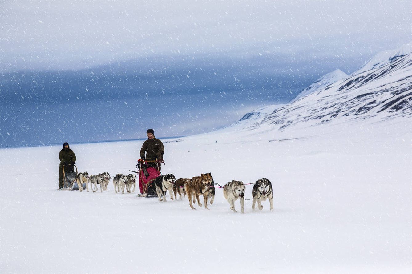 Svalbard se puede conocer en trineo tirado por perros (iStock)