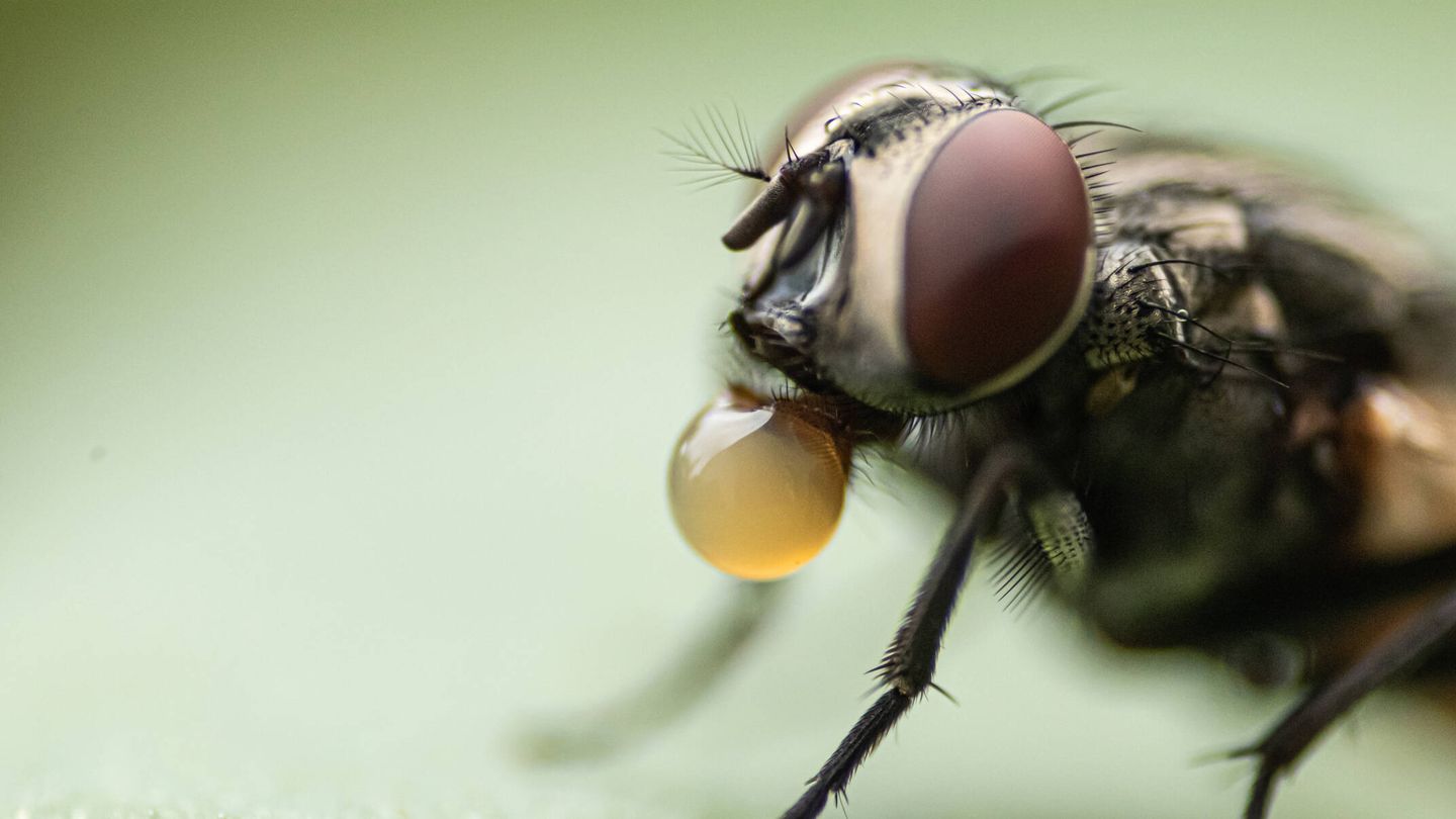 Las moscas se multiplican con el calor y las altas temperaturas (Wux para Unsplash)