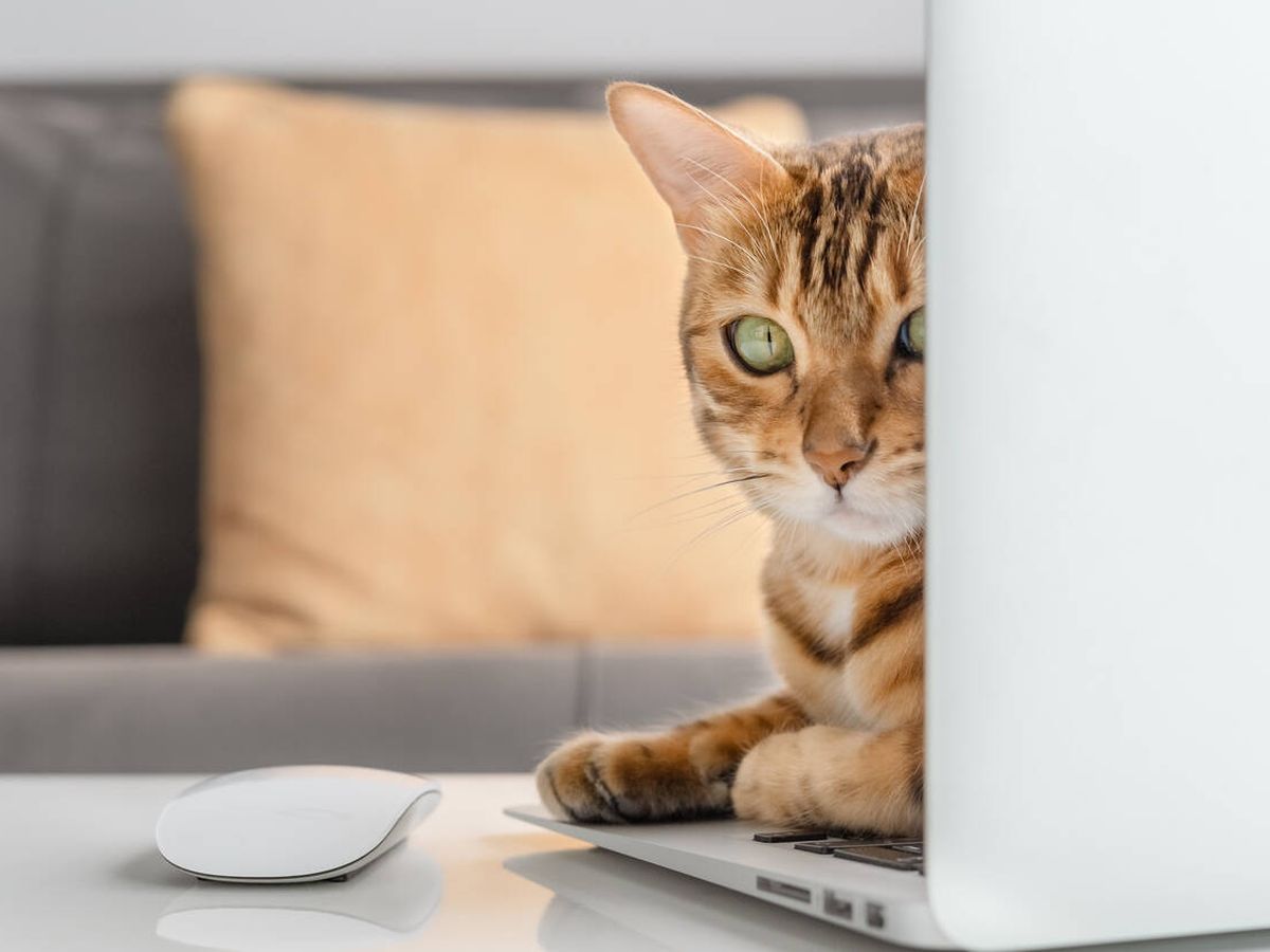 Tu gato no te va a dejar tranquilo si descubre el proyector portátil H