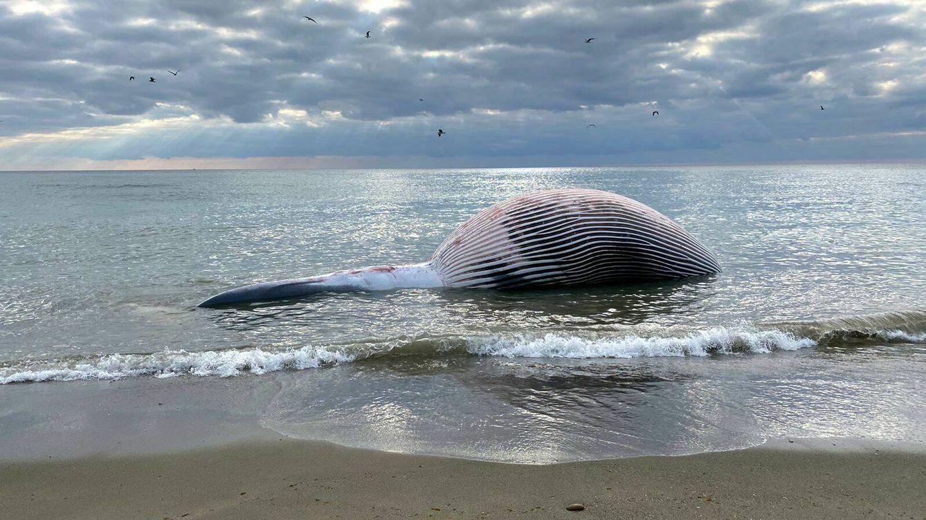 Aparece varado el cadáver de una ballena de nueve metros en Estepona (Málaga)