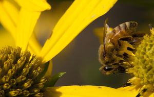 ¿Por qué se están muriendo las abejas?