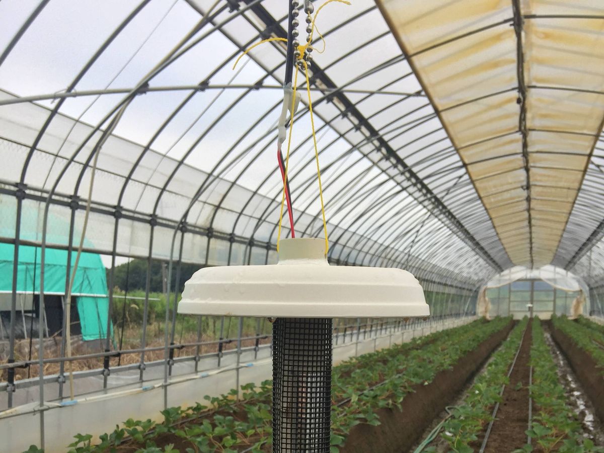 Foto: Emisor de ultrasonidos en un invernadero de fresas. (Ryo Nakano)