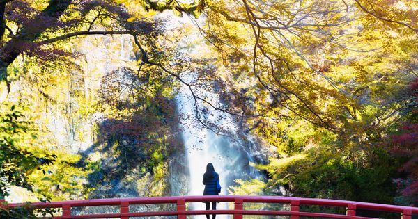 Foto: El hermoso parque de Meiji No Mori, en Japón. (iStock)