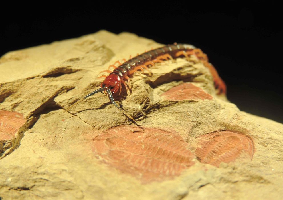 Foto: Un artrópodo camina sobre el fósil de uno de sus antepasados de la explosión del Cámbrico, de 515 millones de años de antigüedad. (Michael Lee) 